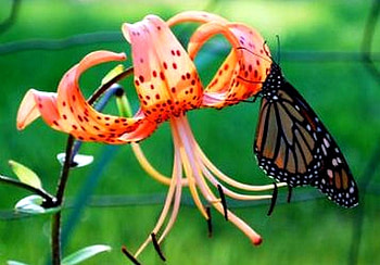 BUTTERFLY, flowerr, orange, green HD wallpaper