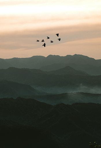 Nature, Birds, Relief, Hills, Evening HD phone wallpaper