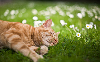 Animals, Flowers, Grass, Cat, To Lie Down, Lie, Sleep, Dream HD wallpaper