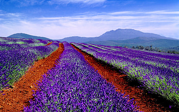 PURPLE LINES, purple, lines, field, blossoms HD wallpaper