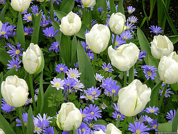White tulips & purple gerberas, gerberas, garden, flowers, white tulips HD wallpaper