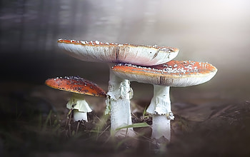 Mushrooms, nature, plants, fungus HD wallpaper