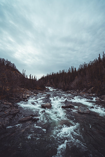 Nature, Rivers, Trees, Forest, Flow HD phone wallpaper