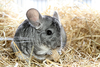 Chinchilla care, Blue Cross organization, Pet tips, Health and wellbeing HD wallpaper