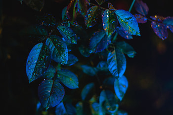 Leaves, Drops, Macro, Close-Up HD wallpaper