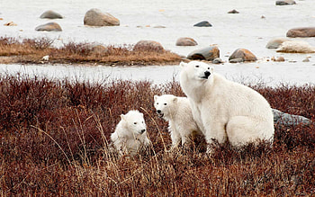Classic adventure, Polar rover, Arctic exploration, Wilderness escape HD wallpaper