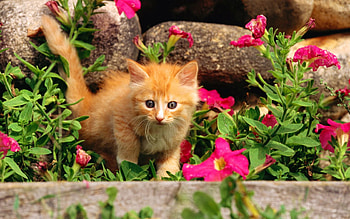 Animals, Flowers, Grass, Kitty, Kitten, Kid, Tot, Curiosity HD wallpaper