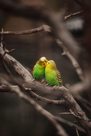 Animals, Birds, Parrots, Branches, Kiss, Budgies, Wavy Parrots HD phone wallpaper