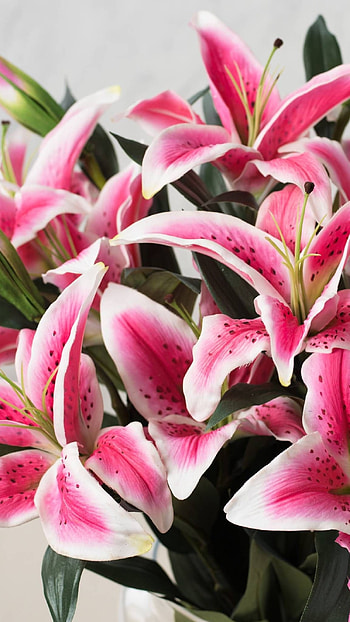 Pink Lily, Beautiful Background HD phone wallpaper
