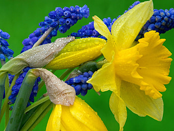 Grape Hyacinths, Daffodils HD wallpaper
