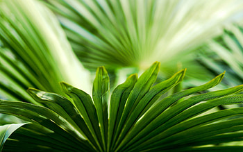 Grass, Macro, Carved HD wallpaper