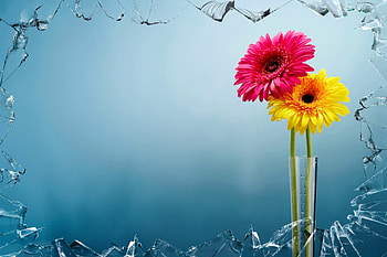 Beautiful flowers, Flowers, Background, Vase, Glass HD wallpaper