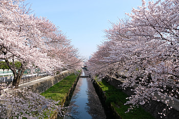 Cherry Trees Seasonal , cherry, trees, nature, spring HD wallpaper