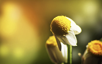 Camomile, Flower, Macro, Petals, Blur, Smooth, Chamomile HD wallpaper