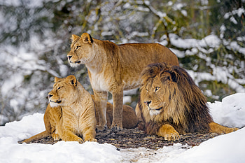 Animals, Lions, Predators, Wildlife HD wallpaper