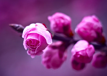 *** Flowers Buds ***, rozowe, natura, paczki, kwiaty HD wallpaper