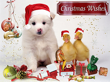 Puppie and Friends, winter, dog, puppy, duck, animals, christmas, xmas HD wallpaper