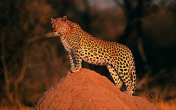 Animals, Rock, Leopard, Stone, Looks, Peers HD wallpaper