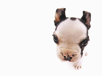DOGGIE CLOSE-UP, dog, close-up, cute, puppy HD wallpaper