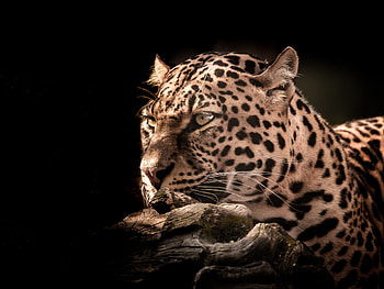 Leopard, wildlife, wild cat, portrait HD wallpaper