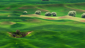 Greenery Land Trees Bushes Grass Field Nature HD wallpaper