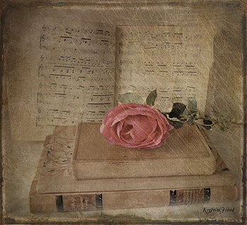 One Rose, books, still life, music, texture, pink rose HD wallpaper