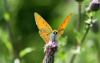 Butterfly XI., graphy, garden, , insects, meadow, grass, spring, summer, butterfly, abstract, animals, field, close-up, nature, macro HD wallpaper