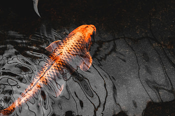 Animals, Water, Close-Up, Fish, Koi, Carp HD wallpaper
