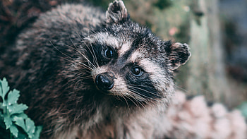 Curious raccoon, Forest habitat, Nocturnal mammal, Mischievous behavior HD wallpaper