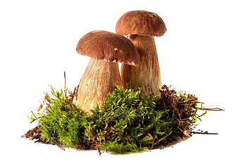 Modima products, Gourmet delights, Mushroom perfection, Culinary excellence HD wallpaper