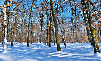 Winter, Nature, Trees, Sky, Snow, Park, Trunks, Shadows, Naked, Clear, I See HD wallpaper
