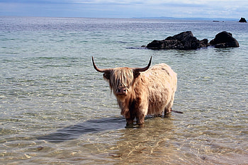 Bull in Water, bull, in water, beautiful HD wallpaper