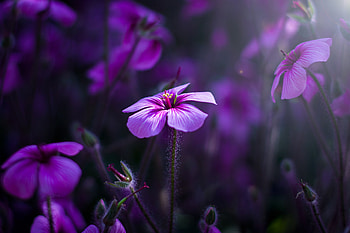 Purple Flowers, flowers, purple, nature HD wallpaper