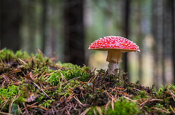 Close-up of a Fly Agaric mushroom on mossy forest floor, showcasing its vibrant colors. HD wallpaper