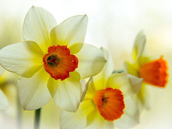 Plants, Flowers, Narcissussi HD wallpaper