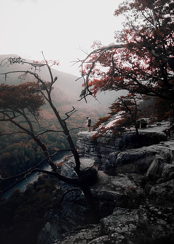 Nature, Trees, Mountains, Fog, Loneliness HD phone wallpaper