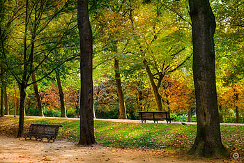 A tree alley, parks, fall, autumn, benches, trees, nature, forests, U HD wallpaper