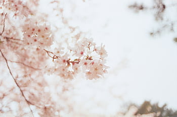 Close-up of blooming cherry blossoms in Nagano, Japan during spring. HD wallpaper