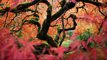 National Geographic , Stunning nature , Immersive visuals, Professional graphy HD wallpaper