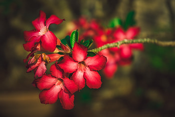Adenium, Flowers, Branch, Closeup, Red HD wallpaper