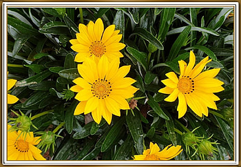 PRETTY GAZANIA'S, PRETTY, NATURE, FLOWERS HD wallpaper