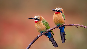 Two-bee-eaters, eaters, birds, bee, Two HD wallpaper