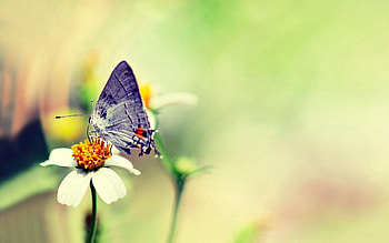 Flower, Macro, Glare, Flight, Butterfly, Paints HD wallpaper