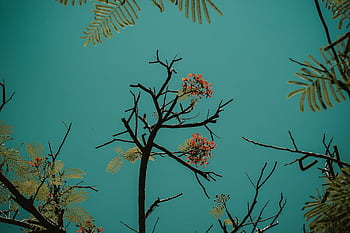 A beautiful scene of blossoming branches silhouetted against a bright blue sky. HD wallpaper