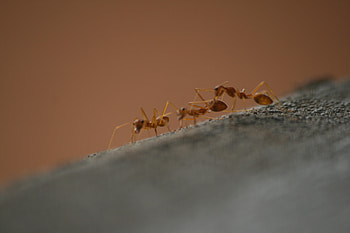Ants, 3, three, ant HD wallpaper