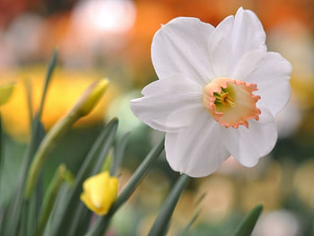 Beautiful flower, white, flowers, bloom, petals HD wallpaper