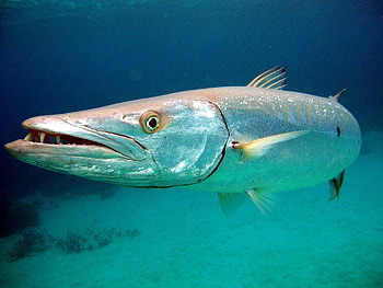 Barracuda , , , High resolution HD wallpaper