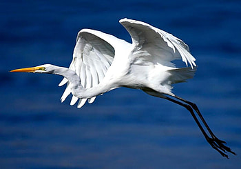 Lets gooo, sea, animal, duck, bird, fly HD wallpaper