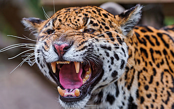Animals, Jaguar, Muzzle, Spotty, Spotted, Predator, Big Cat HD wallpaper