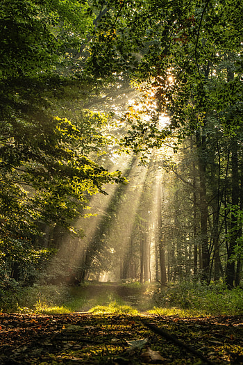 Nature, Trees, Beams, Rays, Forest, Branches, Path HD phone wallpaper